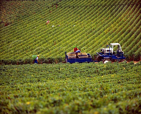 Harvesting Pinot Noir grapes in Clos de la Roche vineyard MoreyStDenis Cte dOr France  Cte De Nuits Grand Cru