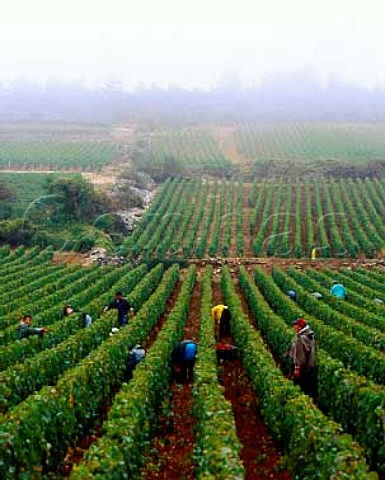 Harvesting Chardonnay grapes in Le Montrachet   vineyard of Joseph Drouhin PulignyMontrachet Cte   dOr France