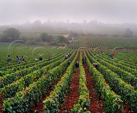 Harvesting Chardonnay grapes on a misty morning in Le Montrachet vineyard of Joseph Drouhin PulignyMontrachet Cte dOr France Cte de Beaune Grand Cru