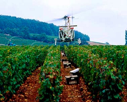 Using a helicopter to dry Pinot Noir grapes after heavy rain and prior to harvesting in vineyard of the Hospices de Beaune on the hill of Corton   AloxeCorton Cte dOr France  AC Corton