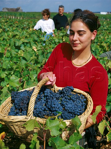 Harvesting Pinot Noir grapes in Les GrandsEchzeaux vineyard of Domaine de la RomaneConti VosneRomane Cte dOr France  Cte de Nuits