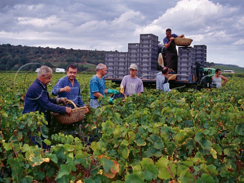 Harvesting Pinot Noir grapes in Les GrandsEchzeaux vineyard of Domaine de la RomaneConti VosneRomane Cte dOr France  Cte de Nuits Grand Cru