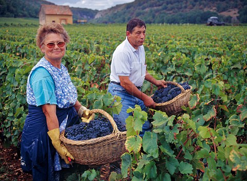 Harvesting Pinot Noir grapes in Les GrandsEchzeaux vineyard of Domaine de la RomaneConti VosneRomane Cte dOr France  Cte de Nuits Grand Cru