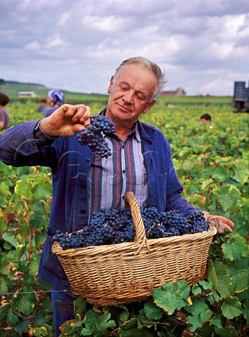 Harvesting Pinot Noir grapes in Les GrandsEchzeaux vineyard of Domaine de la RomaneConti VosneRomane Cte dOr France Cte de Nuits