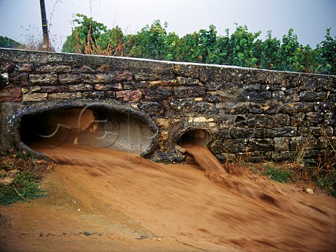 Torrential harvesttime rain flowing from drainage   channel between La Romane and Aux Reignots   vineyards VosneRomane Cte dOr France