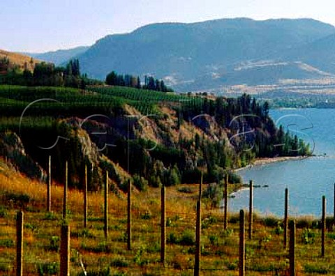 King Vineyards Naramata British Columbia Canada   Okanagan Valley