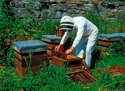 Beekeeper checking his beehive