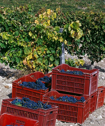 Crates of harvested Tempranillo grapes known here as Tinto Fino or Tinto del Pas in vineyard of Hacienda Monasterio Pesquera de Duero Castilla y Len Spain Ribera del Duero