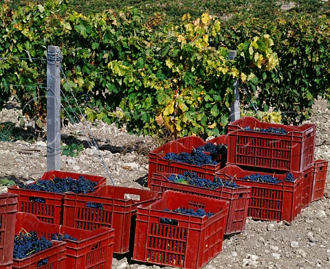 Crates of harvested Tempranillo grapes   known here as Tinto Fino or Tinto del Pas in vineyard of Hacienda Monasterio Pesquera de Duero Castilla y Len Spain Ribera del Duero