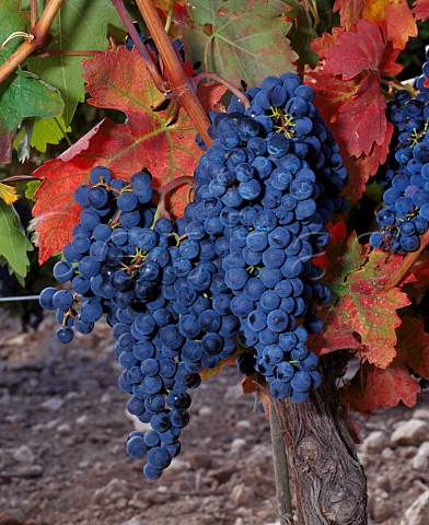 Tempranillo grapes known here as Tinto Fino or Tinto del Pas in vineyard of Hacienda Monasterio Pesquera de Duero Castilla y Len Spain    DO Ribera del Duero