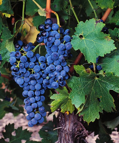 Petit Verdot grapes in vineyard of Abada Retuerta  Sardn de Duero Valladolid province Spain