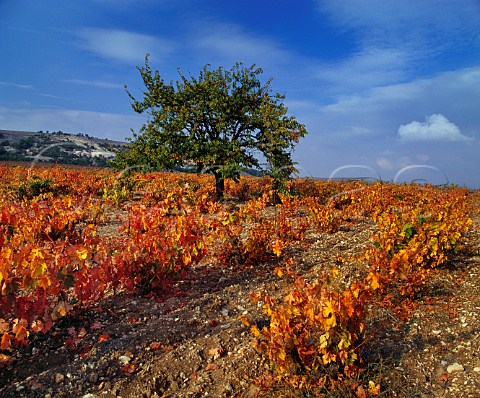 Autumnal vineyard near Pesquera de Duero Castilla y Len Spain DO Ribera del Duero