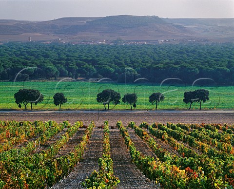 Vineyard of Hacienda Monasterio above the Duero Valley Pesquera de Duero Castilla y Len Spain Ribera del Duero