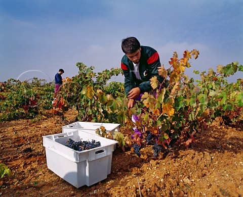 Harvesting Tinto Fino grapes in 60year old vineyard of Dominio de Pingus La Horra   Burgos province Spain  DO Ribera del Duero