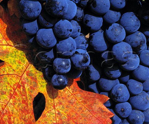 Tinto Fino grapes in vineyard of Dominio de Pingus at La Horra Castilla y Len Spain  Ribera del Duero