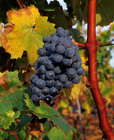Graciano grapes in vineyard of Remelluri estate  Labastida Alava Spain  Rioja Alavesa