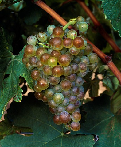 Roussanne grapes planted by Telmo Rodrguez on the   Remelluri estate Labastida Alava Spain