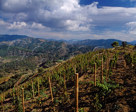 Clos lErmita vineyard of Alvaro Palacios  Gratallops Catalonia Spain   DO Priorato