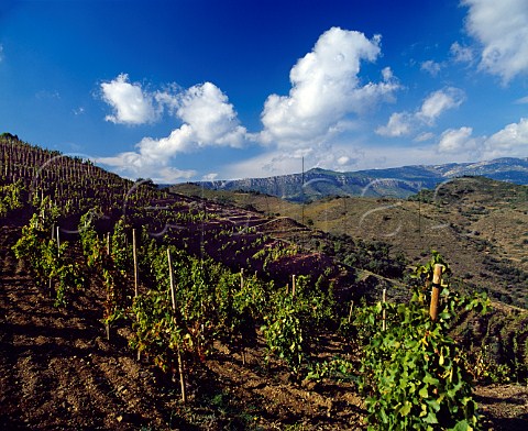 Clos lErmita vineyard of Alvaro Palacios  Gratallops Catalonia Spain   DO Priorato