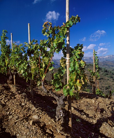 Old Grenache vines on schist soil llicorella in the Clos lErmita vineyard of Alvaro Palacios Gratallops Catalonia Spain   DO Priorato