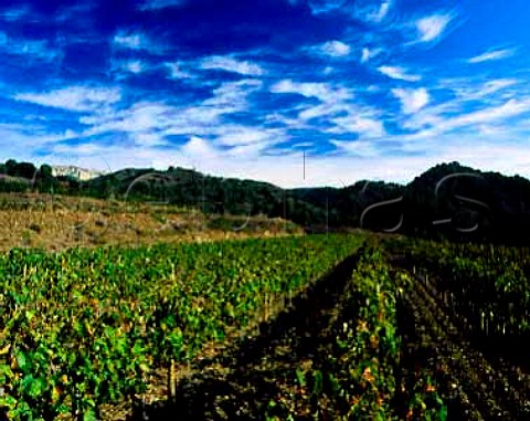 Xarello Moscatel and Garnacha Blanca vines on the   Mas den Bruno estate of Costers del Siurana will be   used for a white wine called Kyrie  Gratallops Catalonia Spain   Priorato