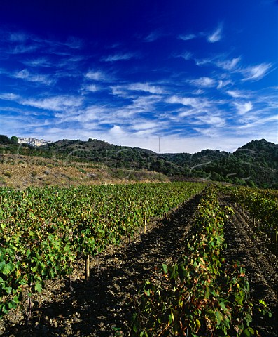 Xarello Moscatel and Garnacha Blanca vines on the   Mas den Bruno estate of Costers del Siurana will be   used for a white wine called Kyrie  Gratallops Catalonia Spain   Priorato