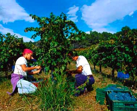 Harvesting Cabernet Sauvignon grapes of   Mas Martinet Falset Catalonia Spain   Priorato