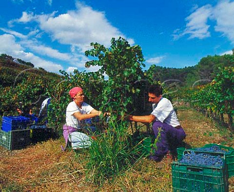 Harvesting Cabernet Sauvignon grapes in vineyard of   Mas Martinet Falset Catalonia Spain  Priorato