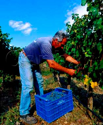 Harvesting Cabernet Sauvignon grapes of   Mas Martinet Falset Catalonia Spain   Priorato