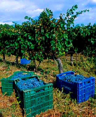 Harvested Cabernet Sauvignon grapes of   Mas Martinet Falset Catalonia Spain   Priorato