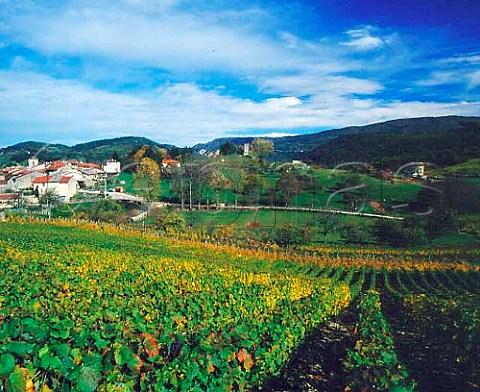 Vineyards around Mrignat Ain France      Bugey