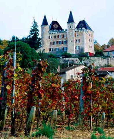 Vineyard below Chteau de Varey SaintJeanleVieux Ain France   Bugey