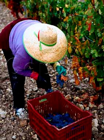 Harvesting Tinto Fino grapes Tempranillo in   vineyard of Hacienda Monasterio   Pesquera de Duero Castilla y Len Spain  Ribera del Duero