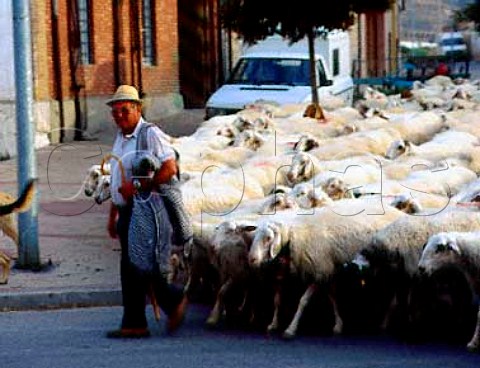 Flock of sheep in Peafiel Castilla y Len Spain  Ribera del Duero