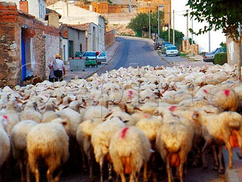 Flock of sheep in Peafiel Castilla y Len Spain  Ribera del Duero