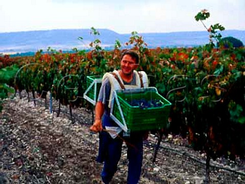 Harvesting Tinto Fino grapes Tempranillo of Abada   Retuerta Sardn de Duero   Castilla y Len Spain