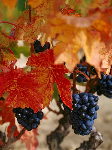 Autumnal Tempranillo vines on the Remelluri Estate   Labastida Alava Spain   Rioja Alavesa