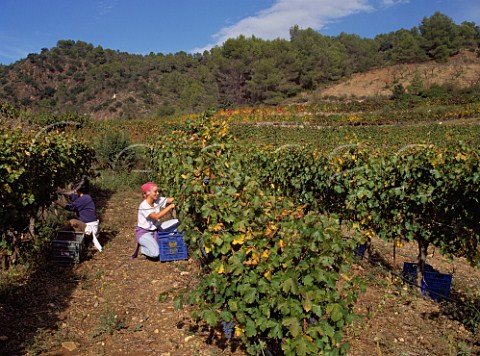 Nria Prez picking Cabernet Sauvignon grapes in vineyard of Mas Martinet Falset Catalonia Spain Priorato