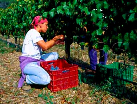 Nria Prez picking Cabernet Sauvignon grapes in   vineyard of Mas Martinet Falset Catalonia Spain   Priorato