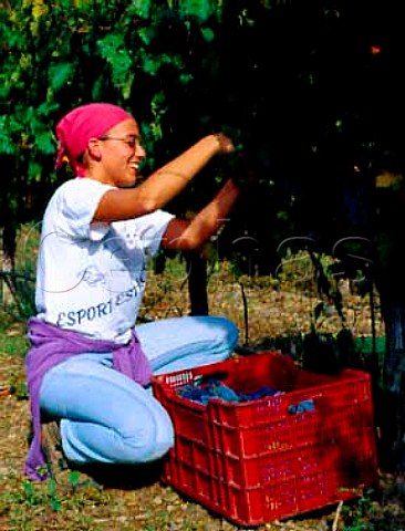 Nria Prez picking Cabernet Sauvignon grapes in   vineyard of Mas Martinet Falset Catalonia Spain   Priorato