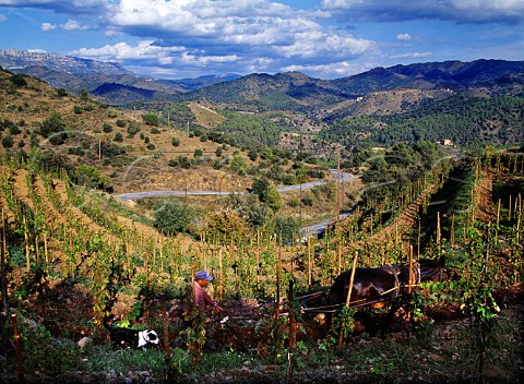 Ploughing with horse in the Clos lErmita vineyard   of Alvaro Palacios Gratallops Catalonia Spain   Priorato
