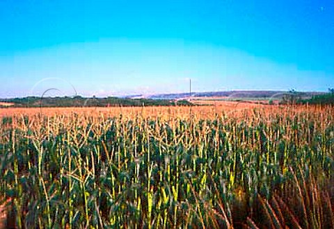 Maize field Yarmouth Isle of Wight
