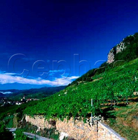 Ried Achleiten Weissenkirchen   Niedersterreich Austria Wachau