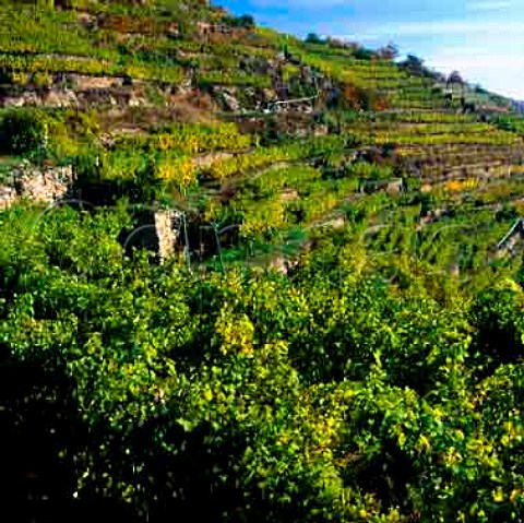 Terraces of the Loibenberg vineyard Unterloiben   Niedersterreich Austria Wachau
