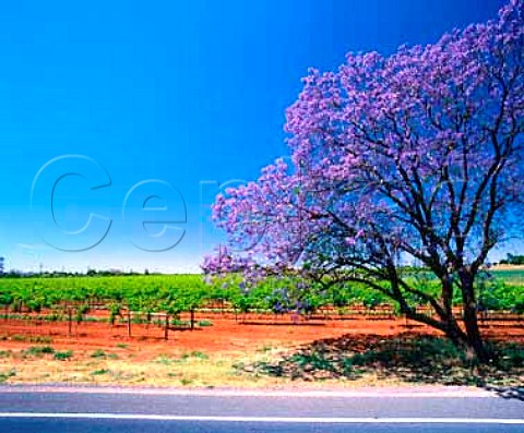 Jacaranda tree by vineyard Mildura Victoria   Australia  Murray Darling