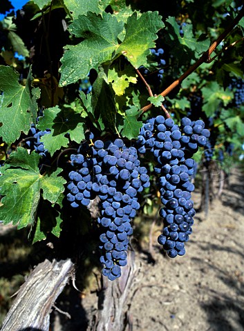 Cabernet Sauvignon grapes of Kiona Vineyards  Benton City Washington USA    Red Mountain AVA