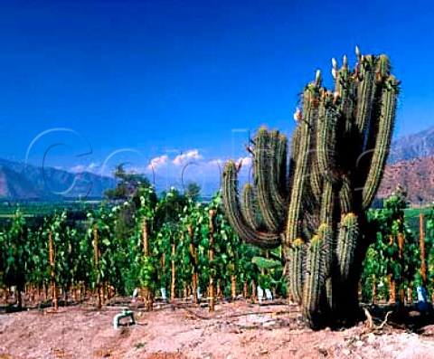 Cactus by vineyard on the Don Maximiano Estate of   Errazuriz in the Aconcagua Valley Chile
