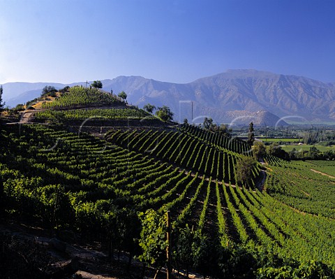 Hillside vineyards on the Don Maximiano estate of   Errazuriz Aconcagua Valley Chile