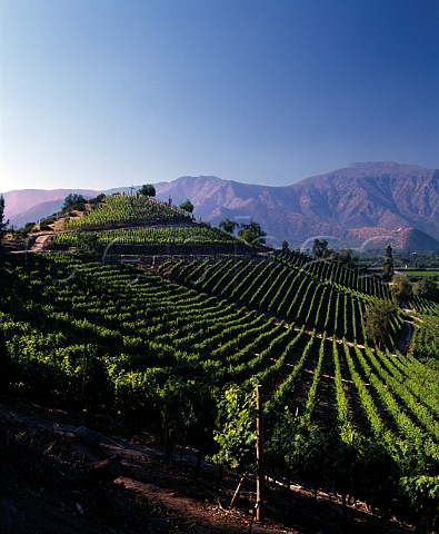 Hillside vineyards on the Don Maximiano estate of Errazuriz  Aconcagua Valley Chile