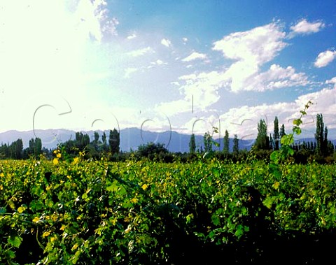 Malbec vineyard of Bodegas Nieto Senetiner    Perez Companc Family Group   Lujn de Cuyo Mendoza province Argentina